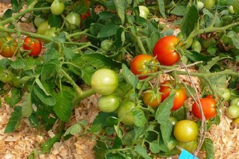 Томат Ленинградский скороспелый: описание и характеристика сорта ...