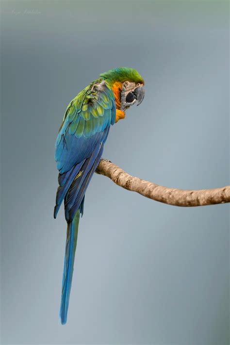 Blue and Green Macaw · Free Stock Photo