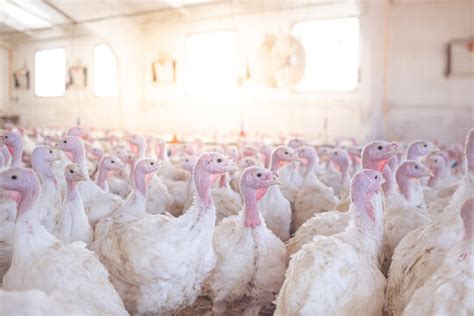 "Turkey Farm" Images – Browse 8,044 Stock Photos, Vectors, and Video ...