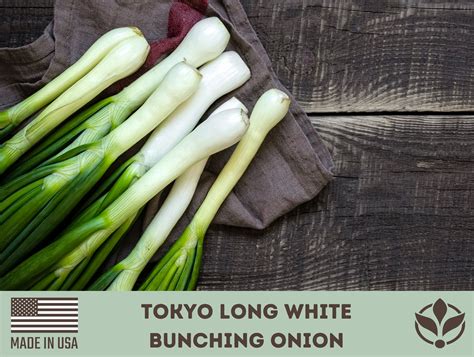 Tokyo Long White Bunching Onion Seeds Rare Seeds Heirloom Etsy