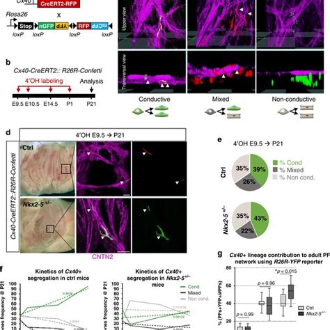 Model Of The Purkinje Fiber Lineage Segregation And Temporal