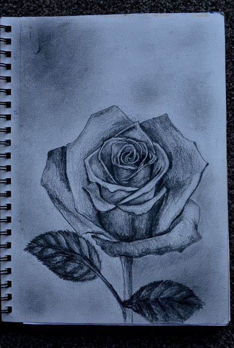 Pencil Shading of a Rose