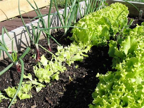 Lessons from the Garden: Lettuce Time! Harvesting Loose Leaf Lettuce