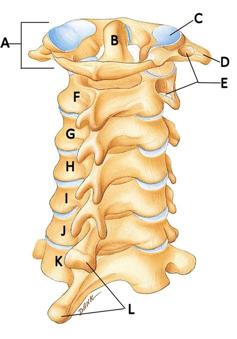 Cervical Spine Diagram | Quizlet