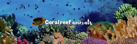 25 Fascinating Coral Reef Animals: Unveiling Ocean Marvels