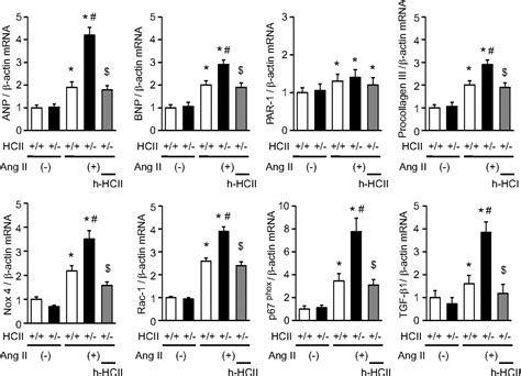 Heparin Cofactor II Protects Against Angiotensin II Induced Cardiac