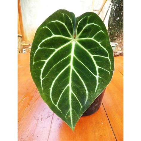 Jual Tanaman Hias Anthurium Kuping Gajah Magnipikum Stang Kotak