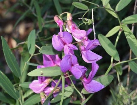 Lathyrus Vestitus Picturethis