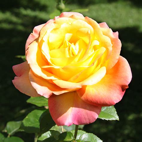 Rose 'Peace' | Harkness Roses