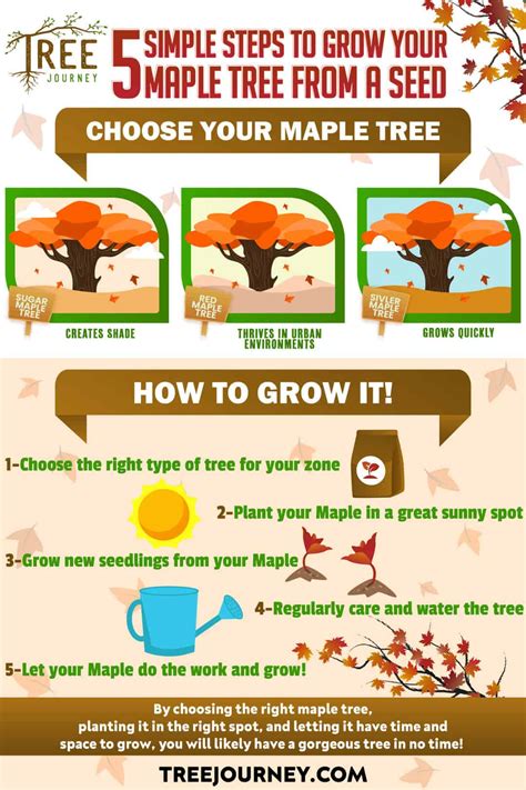 Four Simple Steps To Grow Your Maple Tree From A Seed Tree Journey