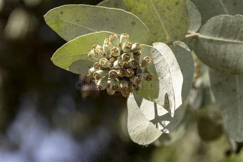 Buds And White Flowers Of A Flowering Eucalyptus Pruinosa Tree Close Up