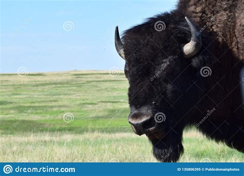 Cattle Like Mammal Bison Grassland Highland Picture Image 135806395