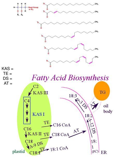 PPT - Lecture Nineteen Lipids -- Introduction, Synthesis of Fatty Acids, Waxes and Cutin ...