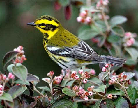 25 Photos Of Warblers You Should Add To Your Life List Birds And Blooms