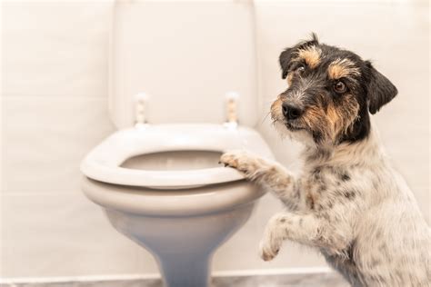 ¿qué Hacer Si Mi Perro Tiene Diarrea Así Podrás Ayudarlo