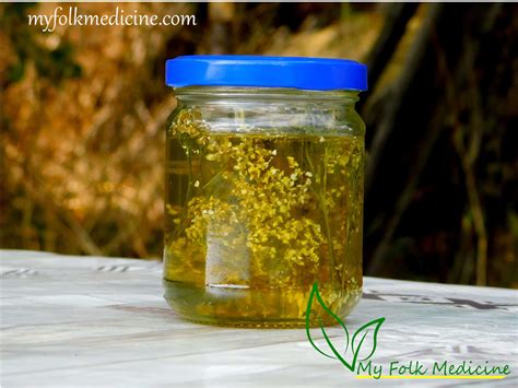 Yarrow Infused Oil Recipe - Benefits and Uses - My Folk Medicine