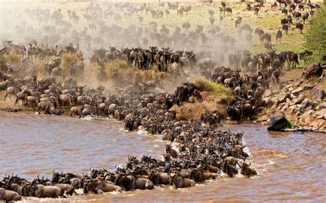 Facts About The Great Wildebeest Migration Serengeti Serengeti Safaris