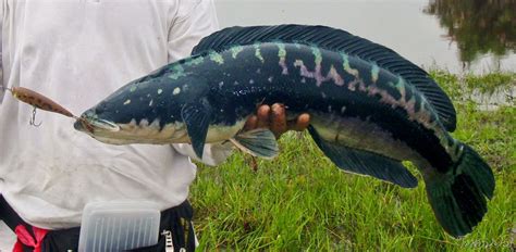 Giant Snakehead (Fishes of North Selangor Peat Swamp Forest) · iNaturalist