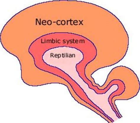 Evolución Del Cerebro Timeline Timetoast Timelines