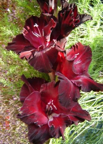 Черные гладиолусы (22 фото): описание «Черного принца» и «Черного ...