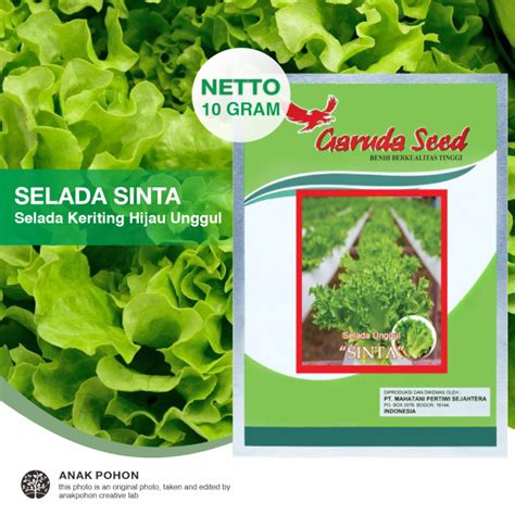 1 PACK Benih Selada Keriting Hijau SINTA Unggul Seeds Garuda Seed