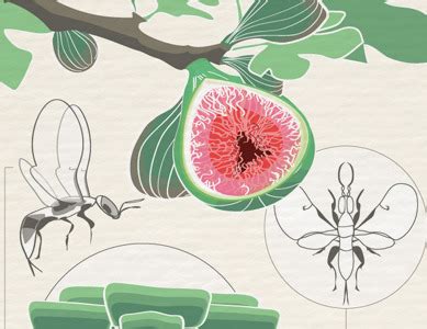 Fig tree poster, illustration by AnnaHandell on Dribbble