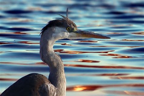 Bird Heron Ornithology - Free photo on Pixabay