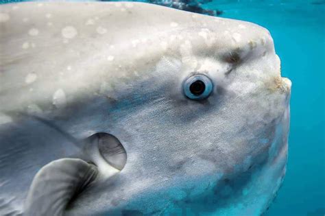 Рыба "Луна" или "Солнце" или Мола-Мола | Пикабу