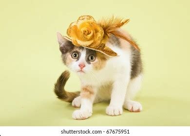 2 224 Pussy Cat Hat Images Stock Photos Vectors Shutterstock