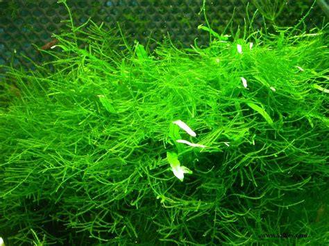 Мох яванский 🌱: фото, видео, содержание, разведение, купить