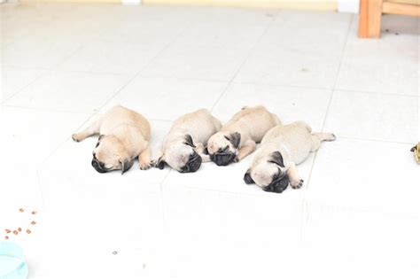 Premium Photo | Cute puppy brown pug sleeping in front of house after ...