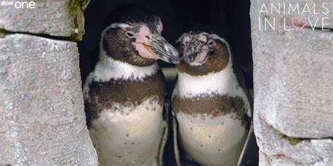 Photos Gay Penguin Couple Celebrates 10th Year Anniversary Must See