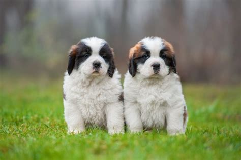 Saint Bernard Mixes: 25 Adorable Crossbreeds (With Pictures)