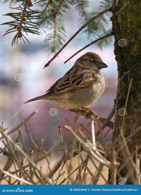 Small Sparrow stock photo. Image of brown, blurred, flying - 28423944