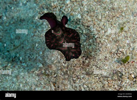 Bedfords Flatworm Pseudobiceros Bedfordi Is A Species Of Flatworm In