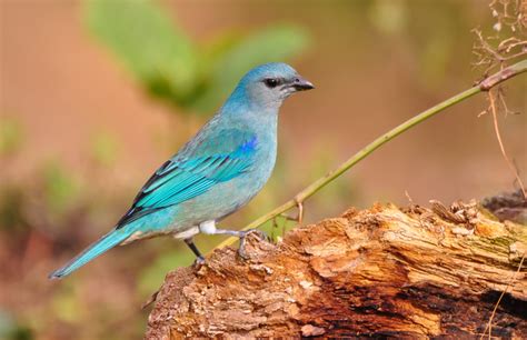 Foto Sanha O De Encontro Azul Thraupis Cyanoptera Por Frederico