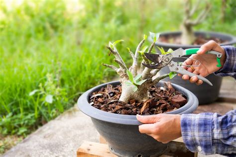 Native Bonsai A Beginner S Guide To Growing Local Species