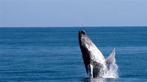 Samaná-Ballenas Jorobadas – Municipalidad en tus manos