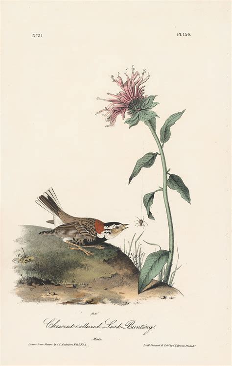 Audubon 1st Ed Octavo Pl 154 Chestnut Collared Lark Bunting 1st