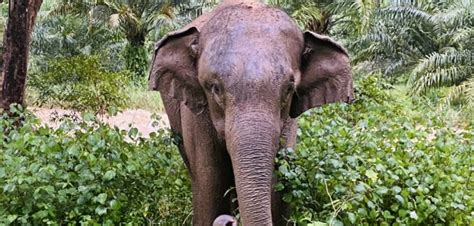 The Asian Elephant - Southern Thailand Elephant Foundation