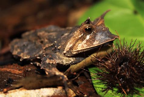 Horned Frog Pictures . Quality Images on Animal Picture Society