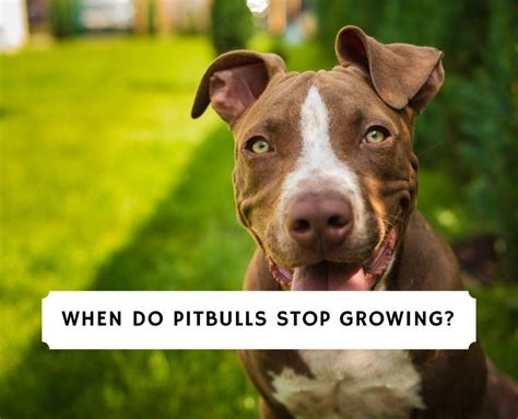 pitbull puppy grow fast  anna numbers blog