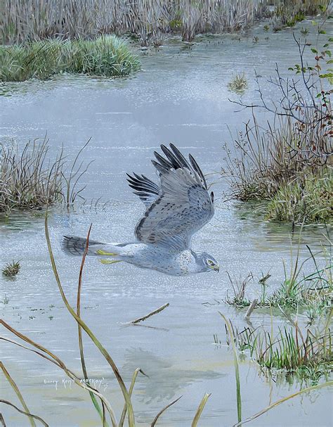 Northern Harrier Northern Marshland Painting By Barry Kent MacKay