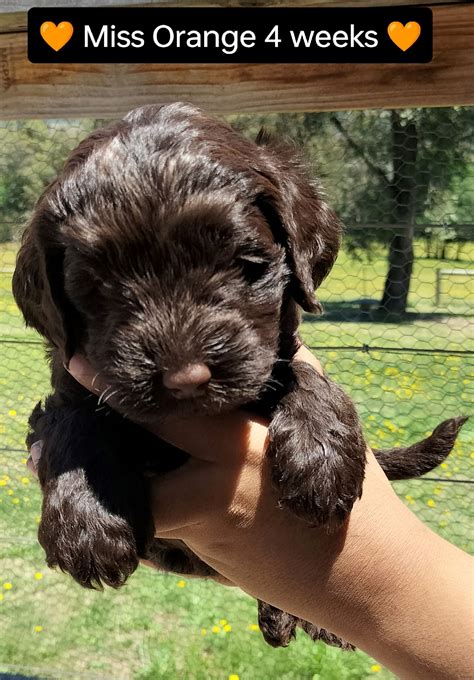 How to adopt a Rare Silver Labradoodle Puppy