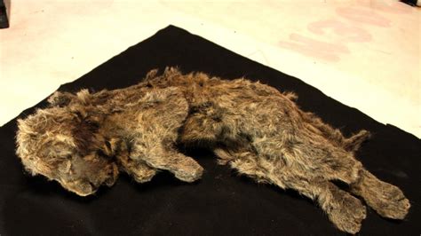 Perfectly Preserved Cave Lion Cub Found Frozen In Siberia Is