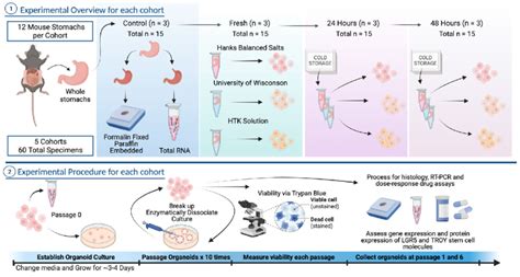 Study design. Images created with BioRender.com. | Download Scientific ...