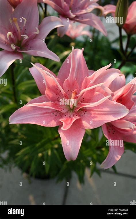 Elodie hi-res stock photography and images - Alamy