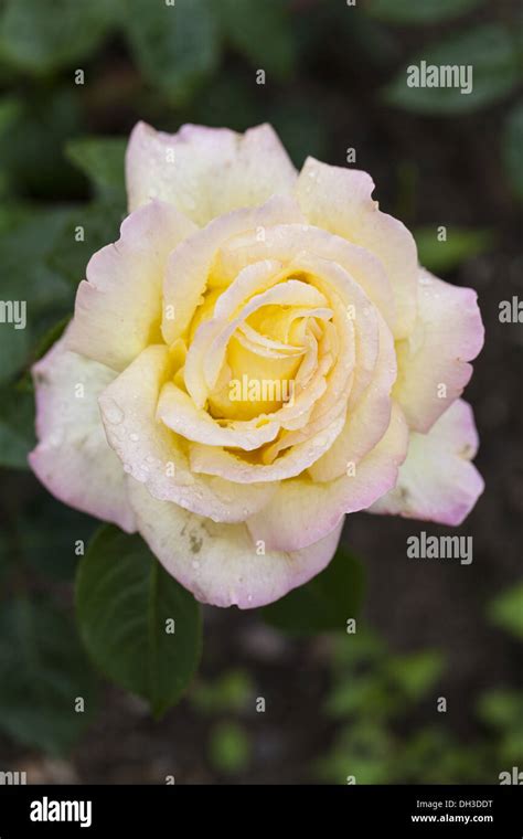 Rose (Rosa) gloria dei Stock Photo - Alamy