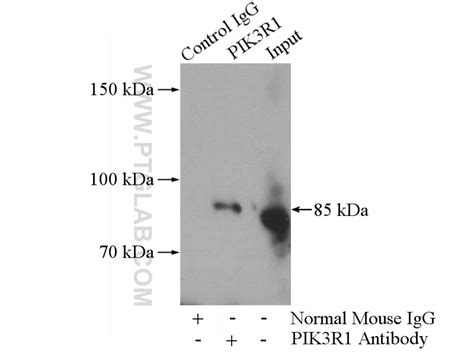 C Met Cytoplasmic Antibody Ap Proteintech