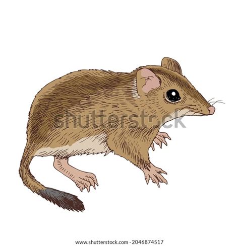 Hand Drawn Australian Marsupial Mouse Stock Vector Royalty Free